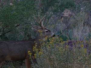 wGCHBA-day5-12 camp deer.jpg (378495 bytes)